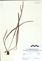 藏品(書帶蕨)的圖片